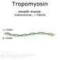 Mobile Preview: Tropomyosin smooth muscle scheme